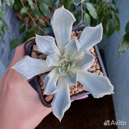 Эхеверии, суккуленты