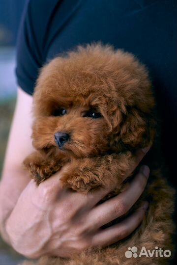 Девочка Тэдди мишка