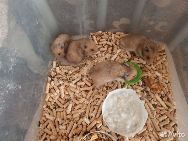 Сирийский хомяк