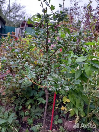 Крыжовник штамбовый