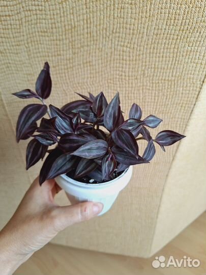 Традесканция зебрина