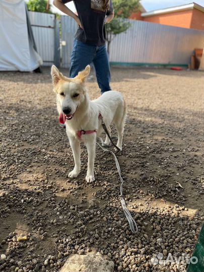 Щенок в добрые руки бесплатно