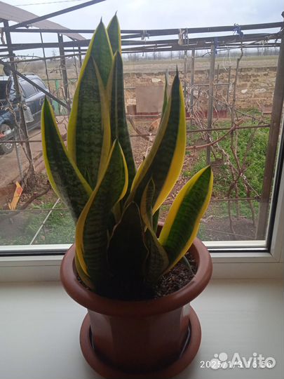 Сансевиерия