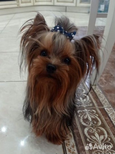 Йоркширский терьер вязка