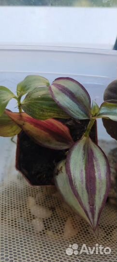 Комнатные растения