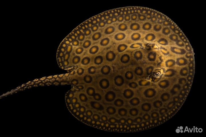 Аквариумные рыбки, аксолотли, карпы кои