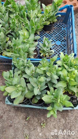 Эустома Низко Рослая