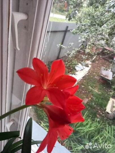 Продаются комнатные цветы