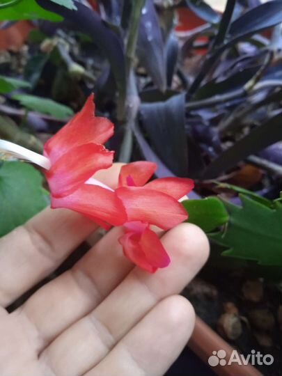 Цветок декабрист