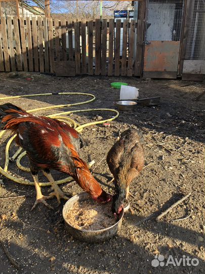 Бойцовый петух и курочка