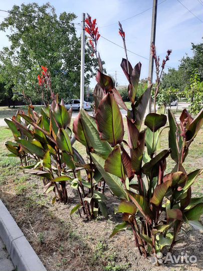 Канны 10 видов