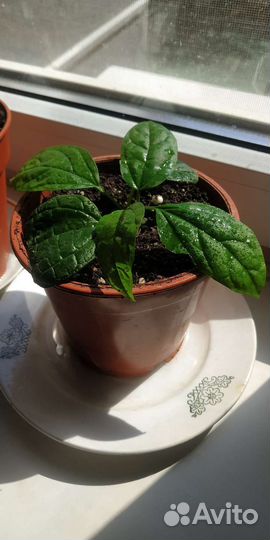 Комнатный цветок Клеродендрум Томпсона вариегатный