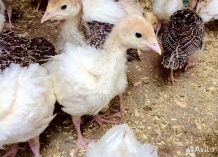 Индюшата суточные