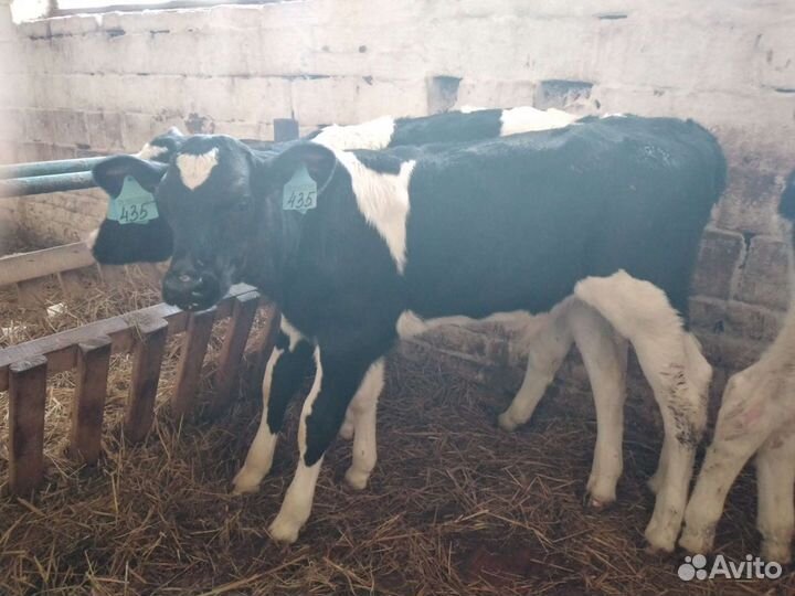 Бычки и тёлочки
