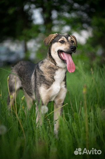 Молодой щенок подросток ищет дом