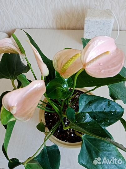 Комнатные растения цветы