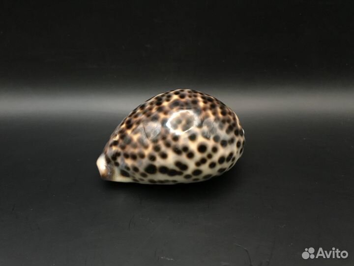 Ракушка ципрея тигрис 76 мм