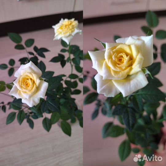Роза комнатная