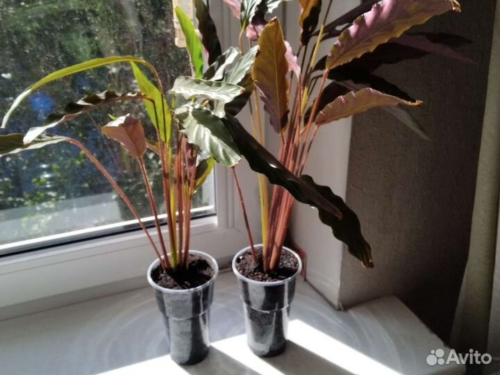 Калатея руфибарба