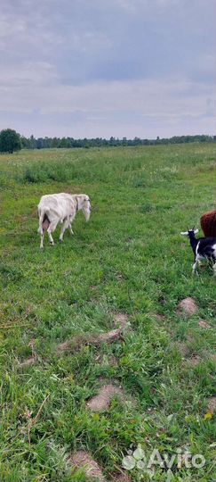 Козел зааненский