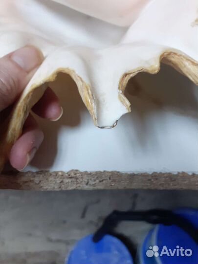 Раковины морские большин