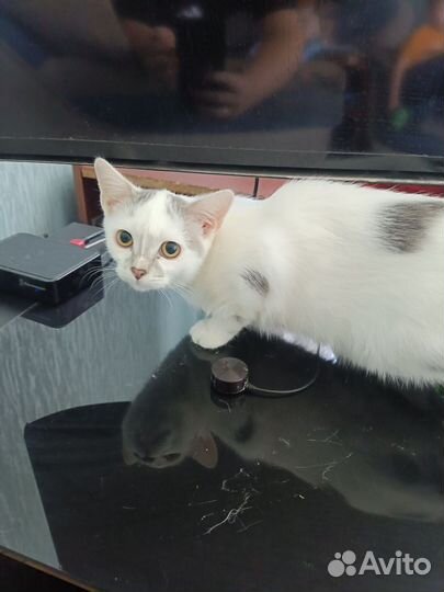 Кошка в дар бесплатно