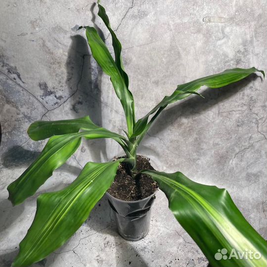 Драцена деремская