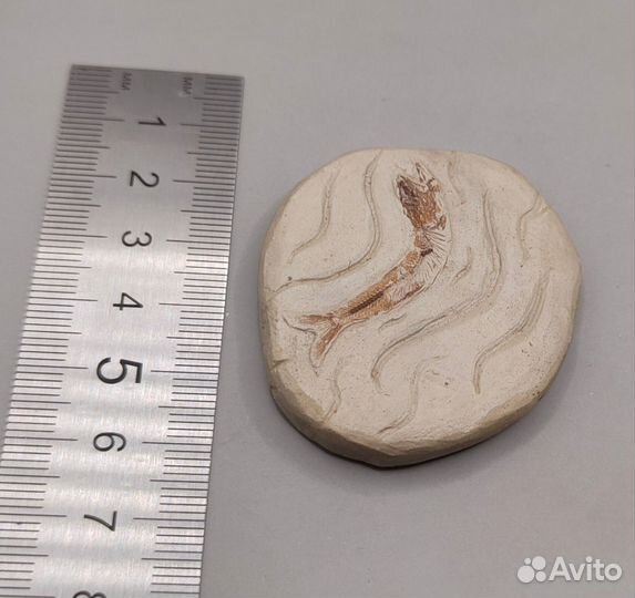 Рыба Clupea, Крым / Окаменелости