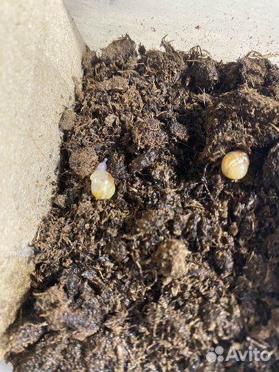 Улитки ахатины имикулята