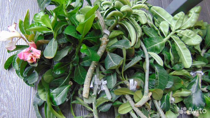 Свежесрезанные черенки сортовых адениумов