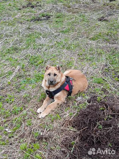 Амуниция для собак