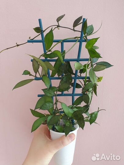 Хойя на срез 6 сортов