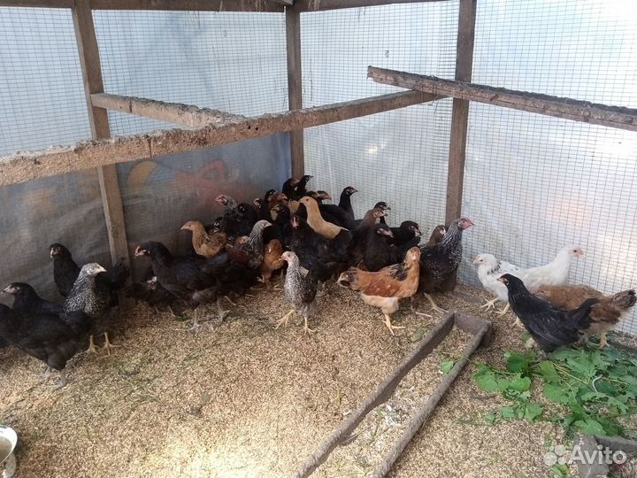 Петухи на откорм, на развод