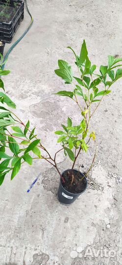 Пион Карл Розенфельд