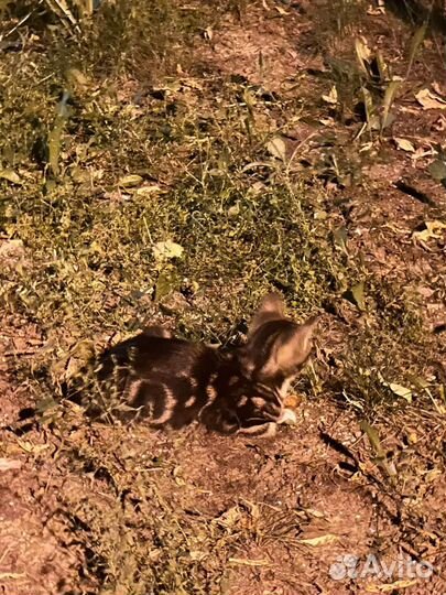 Бенгальский котенок, кот метис