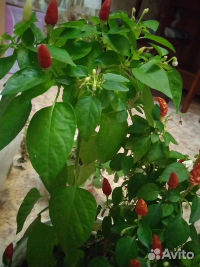 Комнатный перчик рассада