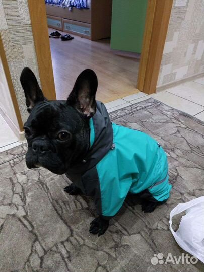 Одежда собак мопс бульдог французский