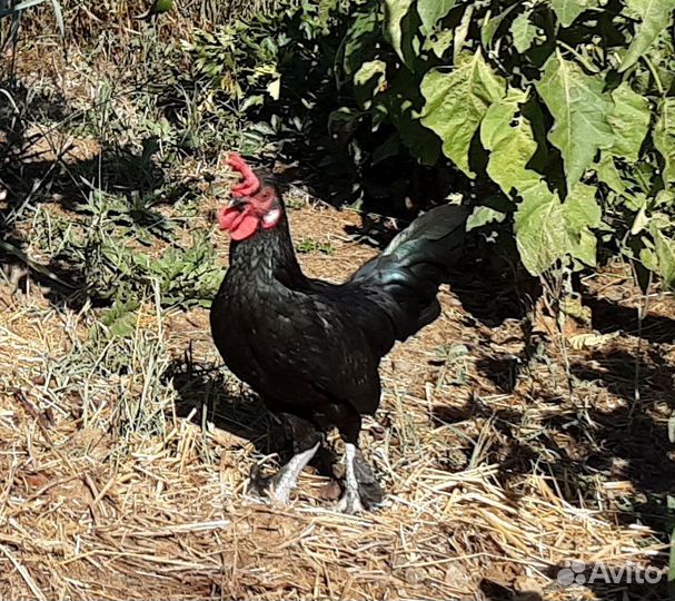 Петухи Бентамка