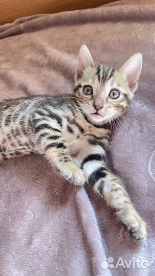Бенгальские котята