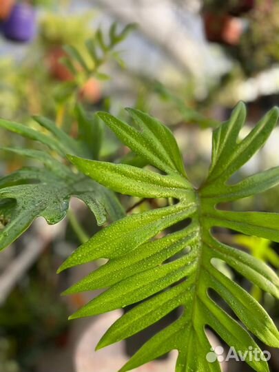 Филодендрон Африка, Тортум, Верукозум и другие