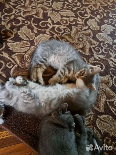 Кошки в добрые руки бесплатно