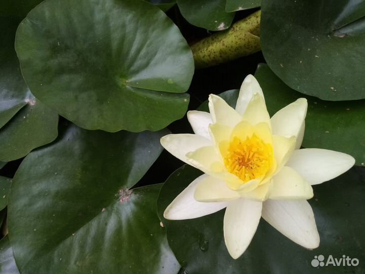 Водяная лилия (нимфея)