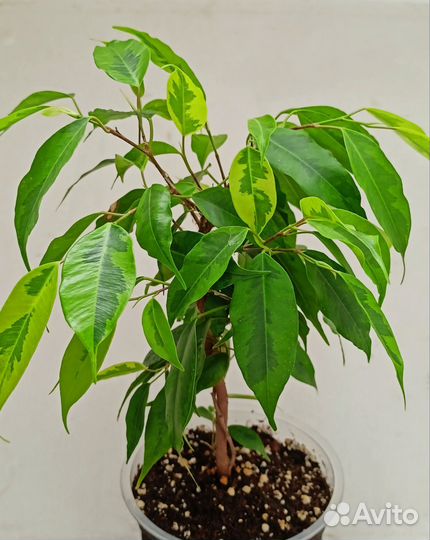 Фикус Бенджамина Регидан