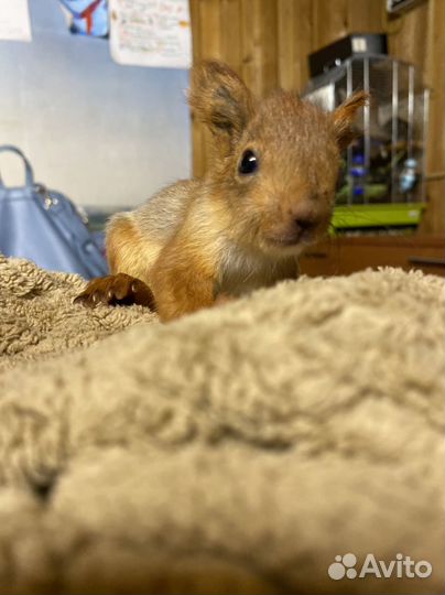 Белки и бельчата