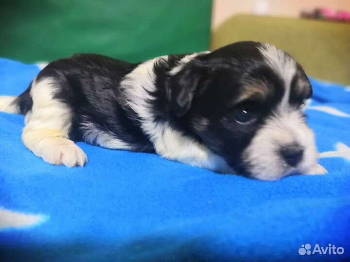 Бивера щенки