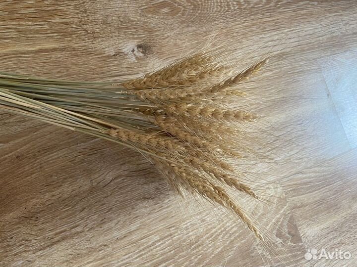 Сухоцвет зерновой (пшеница и ячмень) колоски,50 шт