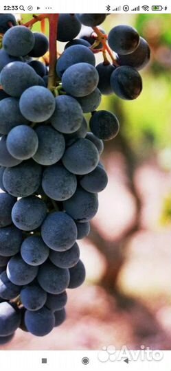 Виноград на вино