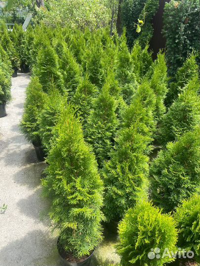 Туя смарагд