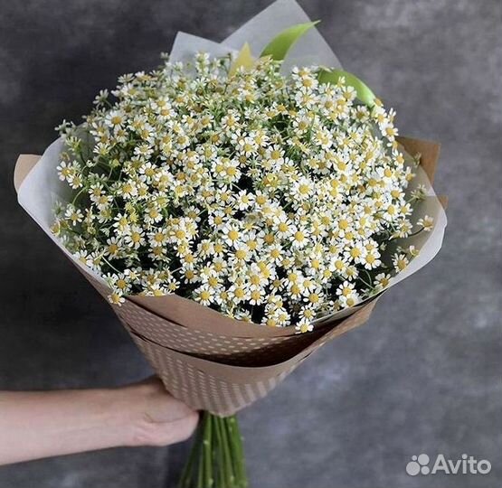 Цветы ромашки