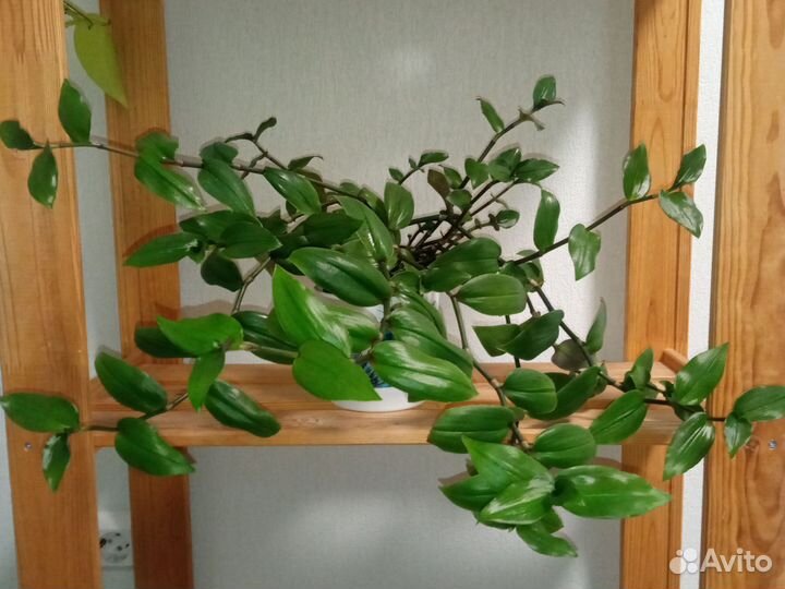 Растения Спатифиллум